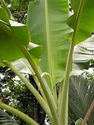 Drooping and slightly chlorotic flag leaf (in severe cases the leaf is white in color with a necrotic tip)