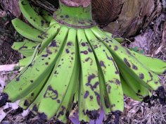 Ant damage to banana fruits via excretion of formic acid