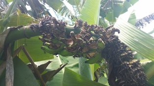 Chicken feeding injury to banana fruits on the island of Kauai, Hawaii