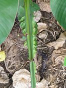 Glyphosate herbicide injury to banana foliage