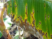 Banana: Black leaf streak (Black sigatoka). Pathogen: Mycosphaerella fijiensis (fungus)