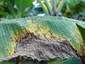 Banana: Black leaf streak (Black sigatoka). Pathogen: Mycosphaerella fijiensis (fungus)