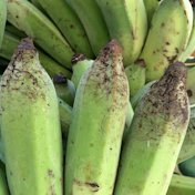 Rat claws scratching injury to banana fruit peels.