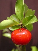 Barbados Cherry fruit are shaped like an apple, but sized like a cherry.