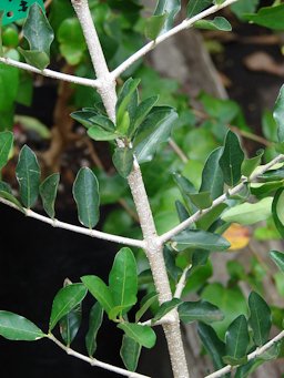 Malpighia emarginata (leaves and stems), Maui, Kula Ace Hardware and Nursery