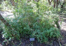 Botanical specimen in the Zilker Botanical Garden - Austin, Texas, USA