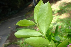 Underside of Leaf