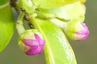 Flower buds