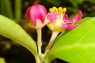 Inflorescense close-up