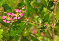 Flowers of Barbados Cherry have a lacy appearance and can be pale to deep pink in color