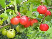 Acerola (Malpighia emarginata ou Malpighia glabra)