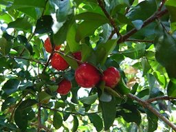 Fruiting habit of the acerola