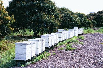 Typical Beehives in a Lychee Grove