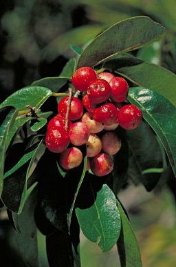 Antidesma bunius, leaves and fruit