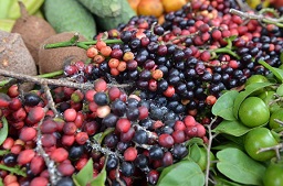 Bignay (Antidesma bunius) fruits used in wine as part of tropical fruit display GrowFest! 2013 at Fruit & Spice Park in the Redland