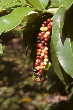 Antidesma bunius, USA, Florida, Coconut Grove, National Tropical Botanical Garden, The Kampong