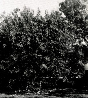 Tree of Antidesma bunius, on "The Kampong,"
