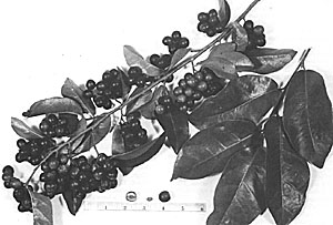 Fig. 55: The Herbert River Cherry of Australia (Antidesma dallachyanum) is less showy than the bignay but the fruits have more flesh