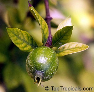 Chloritic leaves