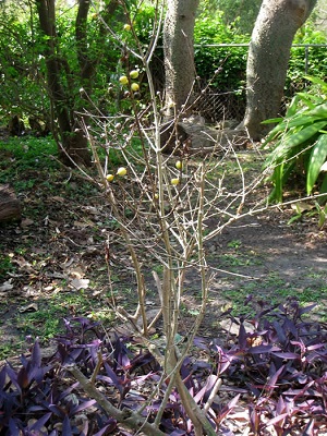 Blackberry jam bush