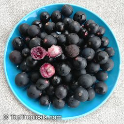 Bowl of blue grapes