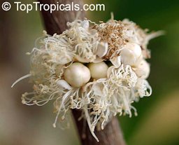 Inflorescense and fruit