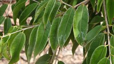 Myrciaria vexator leaves