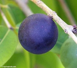 False Jaboticaba, Vexator, Blue Grape