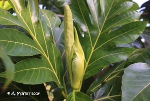 Male and Female Flowers