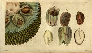 Artocarpus altilis (Parkinson ex F.A. Zorn) Fosberg [as Artocarpus incisus (Thunb.) L.f.]