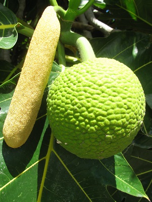 Fruit and Flower