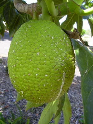 Breadfruit