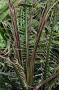 The spear leaf and next youngest leaves of this juvenile palm are exhibiting extensive necrosis due to a bud rot pathogen