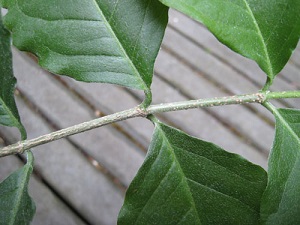 Bunchosia glandulifera miscalled B. argentea. Close up of stem and leaf hairs