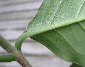 Bunchosia glandulifera miscalled B. argentea. Close up of glands on leaf underside