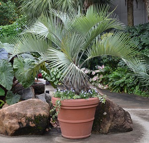 Butia odorata in container