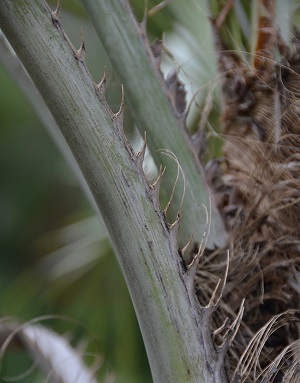 Butia odorata stem