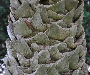 Butia odorata trunk