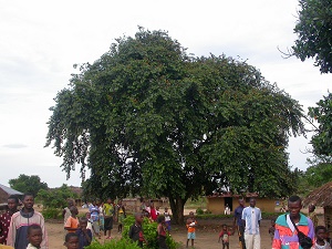 Chrysophyllum cainito L. (Sapotaceae). Bandundu province, Congo
