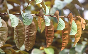 Chrysophyllum cainito