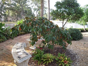 Young star apple tree