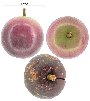 Fruit