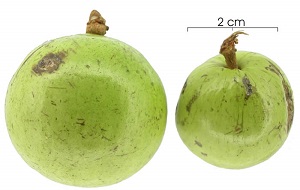 Immature fruit