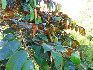 Chrysophyllum cainito (Star apple).Leaves flowers. Ohialani Haiku, Maui, Hawaii