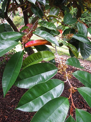 Chrysophyllum cainito (Star apple). Leaves. Pali o Waipio, Maui, Hawaii
