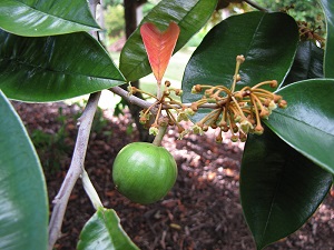Chrysophyllum cainito (Star apple). Flowers leaves and immature fruit. Pali o Waipio, Maui, Hawaii
