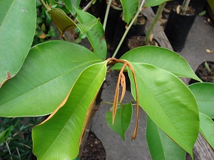 Chrysophyllum cainito (Star apple). Haitian star apple leaves. Kula Ace Hardware and Nursery, Maui, Hawaii