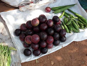 Pommes de lait (fruit de Chrysophyllum cainito) en vente au bord d'une route près de Vientiane, au Laos