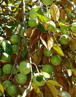 Plant specimen in the Fruit and Spice Park, Homestead, Florida, USA