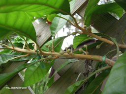 Flower buds